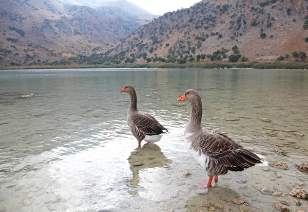 Gansos en el lago Kournas en la isla de Creta — Foto de Stock