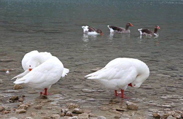 Geese at lake Kournas at island Crete — Stock Photo, Image