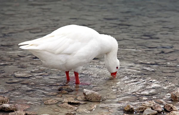 Geese at lake Kournas at island Crete — Stock Photo, Image