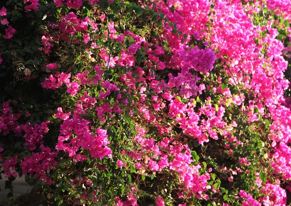 Flor rosa — Fotografia de Stock