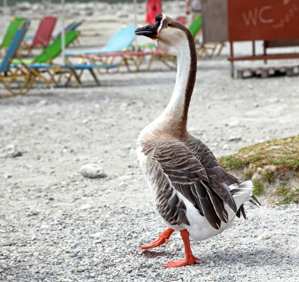 Gansos en el lago Kournas en la isla de Creta — Foto de Stock