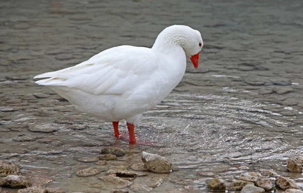 Geese at lake Kournas at island Crete — Stock Photo, Image