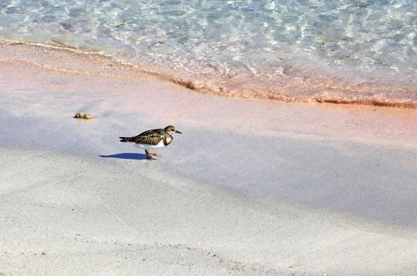 Vogel op het strand van elafonisi, Kreta — Stockfoto