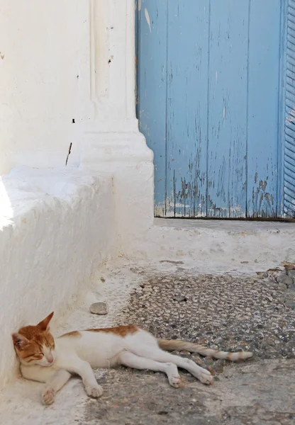 眠っている猫 — ストック写真