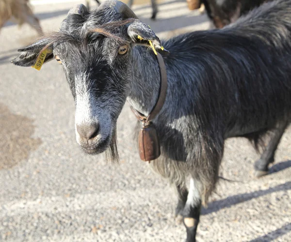 道路、クレタ島にヤギの群れ — ストック写真
