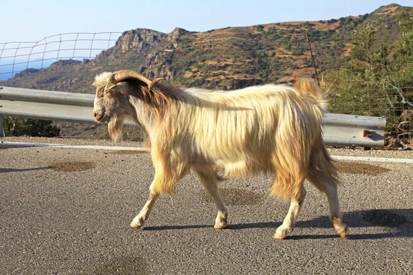 Rebanho de cabras na estrada, Creta — Fotografia de Stock