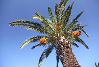 palmiye ağacı