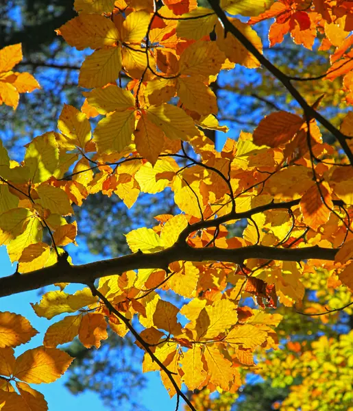 Herfstbladeren — Stockfoto