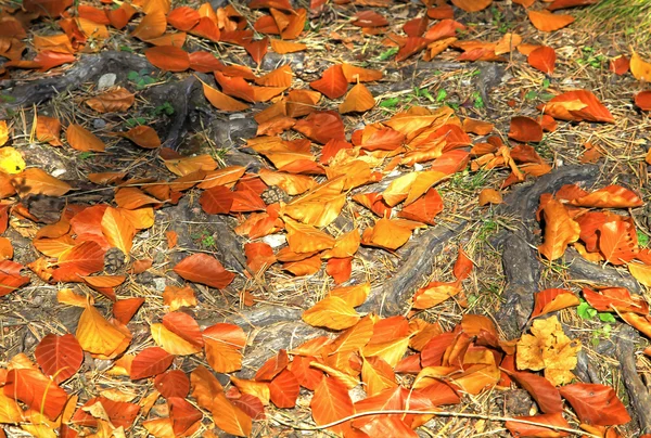 Herfstbladeren — Stockfoto