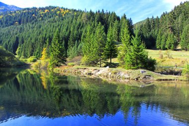 su Havzası, orman