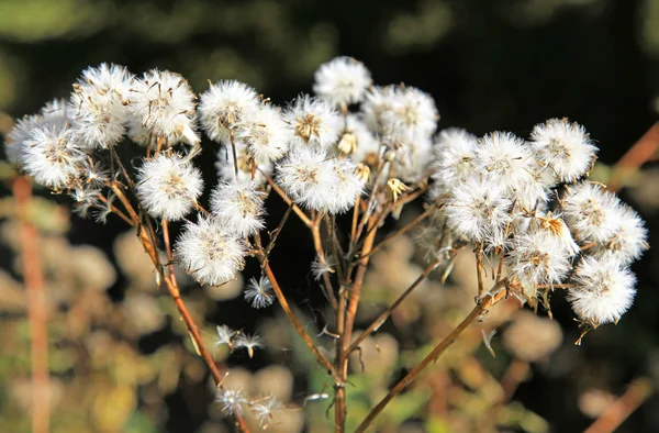 Witte bloem bij forest — Stockfoto