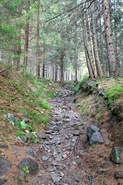 ziarska dolina - vadide yüksek tatras, Slovakya