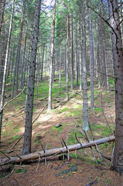 ziarska dolina - vadide yüksek tatras, Slovakya