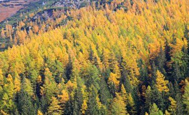 ziarska dolina - yüksek tatras, slovaki Vadisi'nde, sonbahar orman