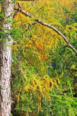 ziarska dolina - yüksek tatras, slovaki Vadisi'nde, sonbahar orman