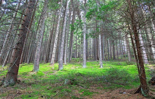 Ziarska dolina - valle degli Alti Tatra, Slovacchia — Foto Stock