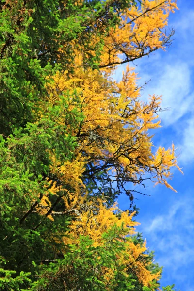 Autumn tree — Stock Photo, Image