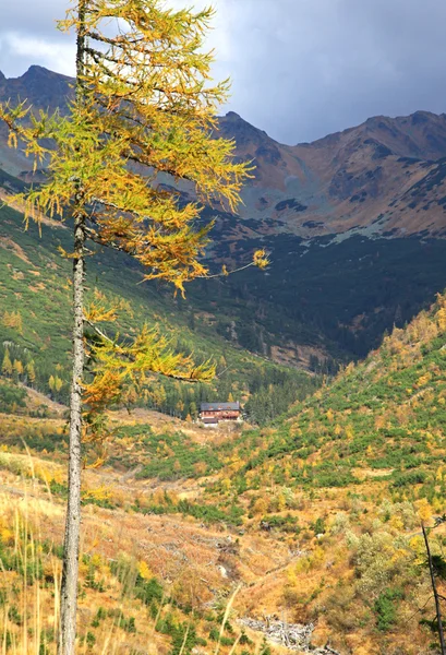 Foresta autunnale a Ziarska dolina - valle degli Alti Tatra, Slovacchia — Foto Stock