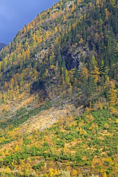 Foresta autunnale a Ziarska dolina - valle degli Alti Tatra, Slovacchia — Foto Stock