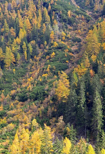 Autumn forest at Ziarska dolina - valley in High Tatras, Slovaki — Stock Photo, Image