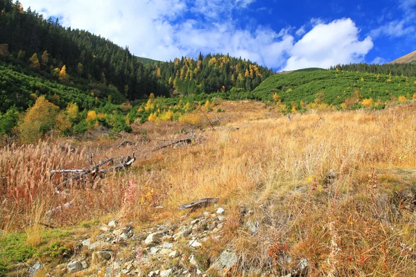 Jesień las na ziarska dolina - dolina w Tatrach Wysokich, Slowacja — Zdjęcie stockowe