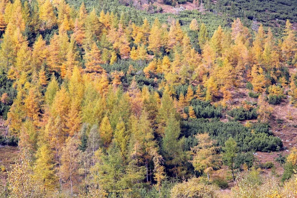 Ziarska ドリーナのハイ ・ タトラ、slovaki の谷で秋の森 — ストック写真