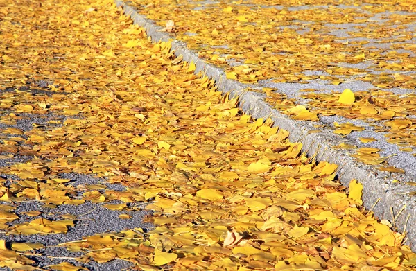 Podzimní listí na chodníku — Stock fotografie