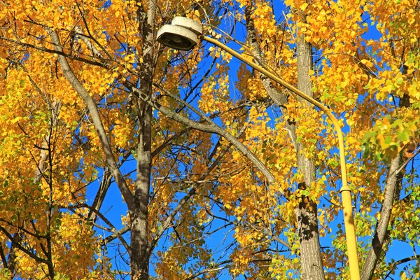 Feuilles d'automne & vieille lampe — Photo