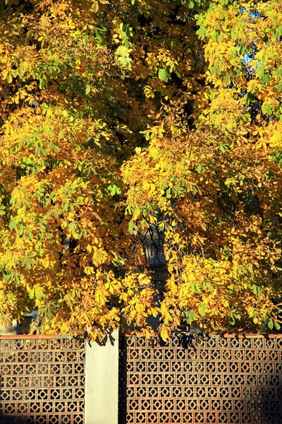 Folhas de Outono — Fotografia de Stock