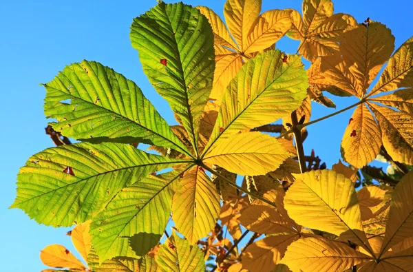 Autumn leaves — Stock Photo, Image