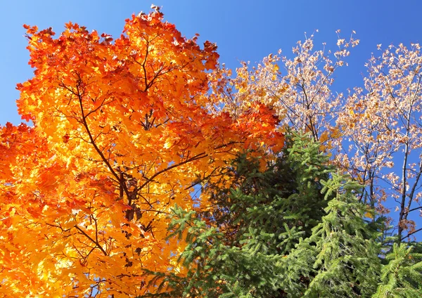 Autumn leaves — Stock Photo, Image