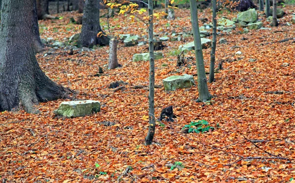 Hojas de otoño —  Fotos de Stock