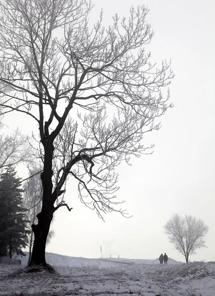Fa és a köd — Stock Fotó