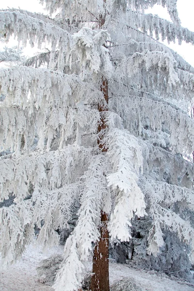 Frost on the tree — Stock Photo, Image