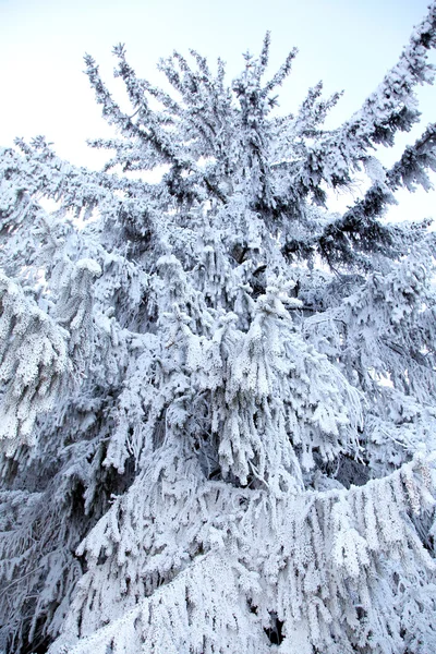 Frost on the tree — Stock Photo, Image