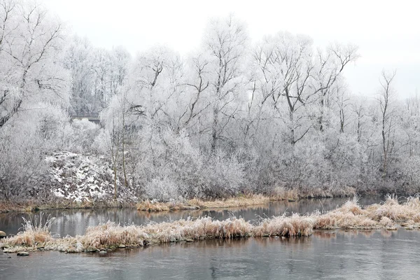 Frost på trädet — Stockfoto