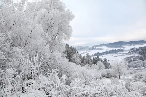Мороз на дереві — стокове фото
