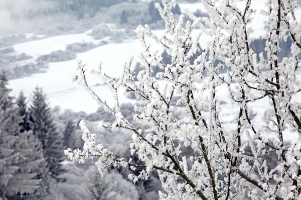 Мороз на дереві — стокове фото