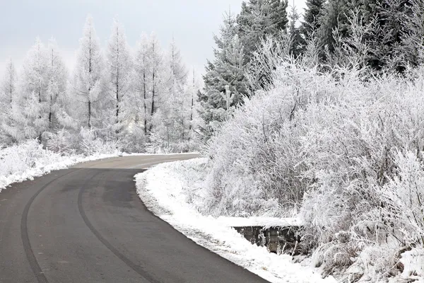 树上的霜 — 图库照片