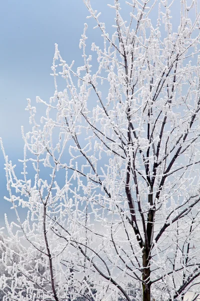 Frost på trädet — Stockfoto