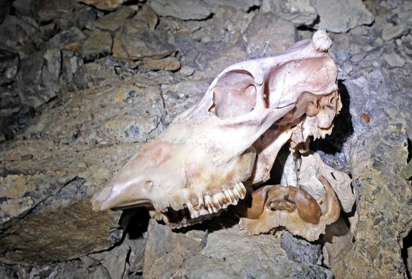 Calaveras y huesos en la cueva Stanisovska, Eslovaquia — Foto de Stock