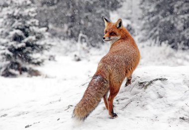 Fox in forest at High Tatras, Slovakia clipart
