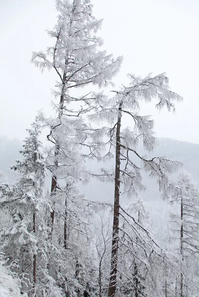 在高塔特拉山区，斯洛伐克雪性质 — 图库照片