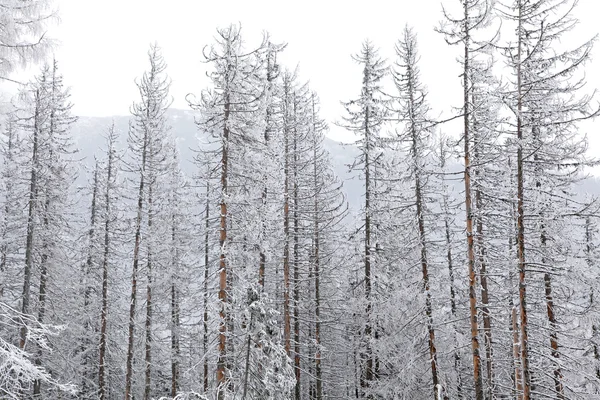 Snowy natura w Wysokie Tatry, Słowacja — Zdjęcie stockowe