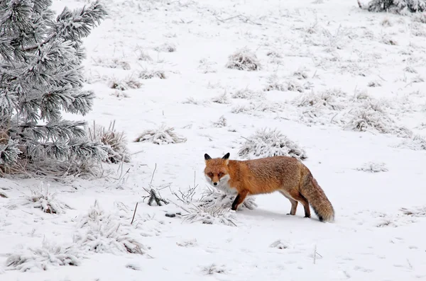 狐狸在森林里在高塔特拉山区，斯洛伐克 — 图库照片
