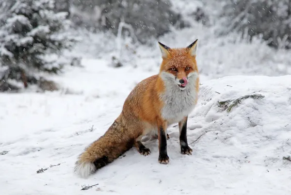 Fox en el bosque en High Tatras, Eslovaquia — Foto de Stock