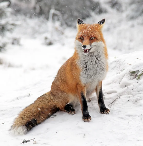 Fox in bos op hoge Tatra, Slowakije — Stockfoto