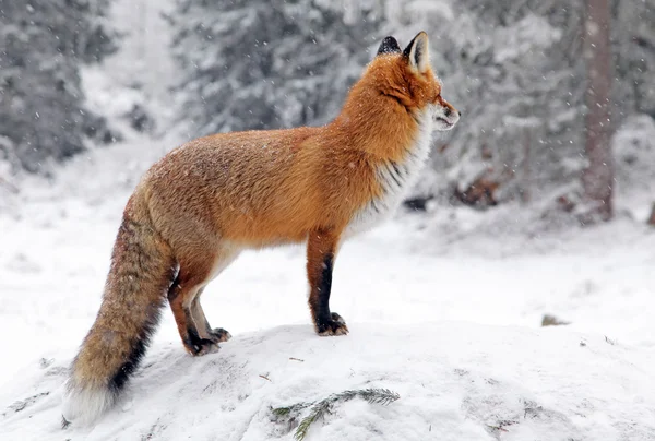 Raposa na floresta em High Tatras, Eslováquia — Fotografia de Stock