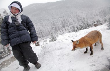 yüksek tatras, Slovakya, ormanda tilki
