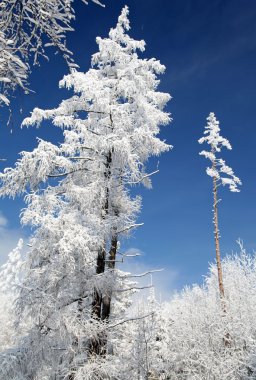 karlı ağaçların yüksek tatras, Slovakya